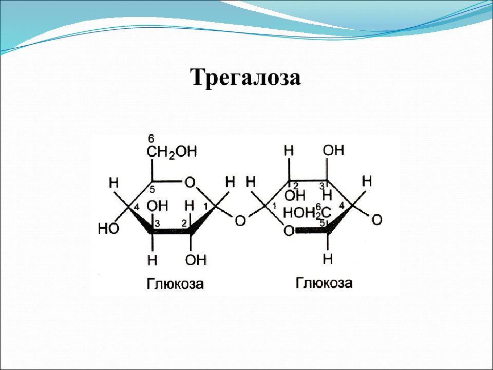 Две молекулы глюкозы. Дисахарид трегалоза. Трегалоза структурная формула. Формула строения трегалоза. Формула трегалоза гидролиз.