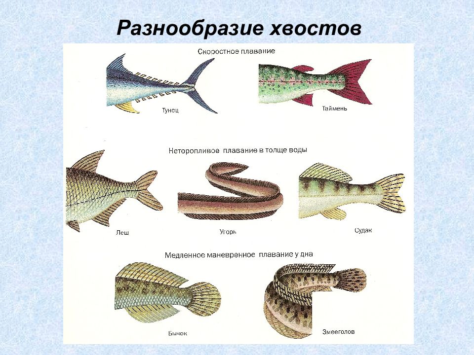 Рассмотрите рисунок сравните строение показанных рыб и определите в какой части водной толщи моря