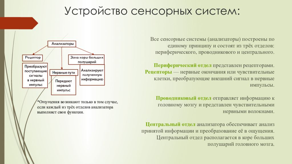 Что значит тактильно. Значение сенсорной информации. Особенности сенсорной функции у детей и подростков. Сенсорная информация это. Значение сенсорных систем.