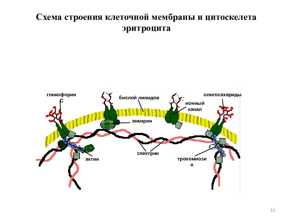 Строение мембраны эритроцита. Строение мембраны эритроцита схема. Структура мембраны эритроцита. Электронная микрофотография клеточной мембраны. Белок спектрин.