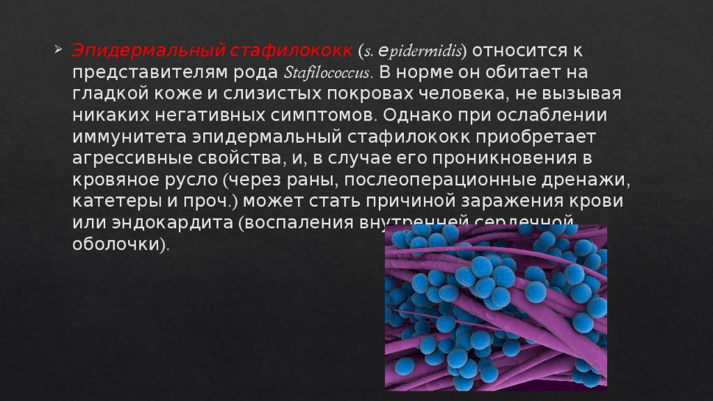 Источник заражения стафилококком ответ. Staphylococcus epidermidis микробиология. Эпидермальный стафилококк. Стафилококки являются причиной. Стафилококки микробиология презентация.