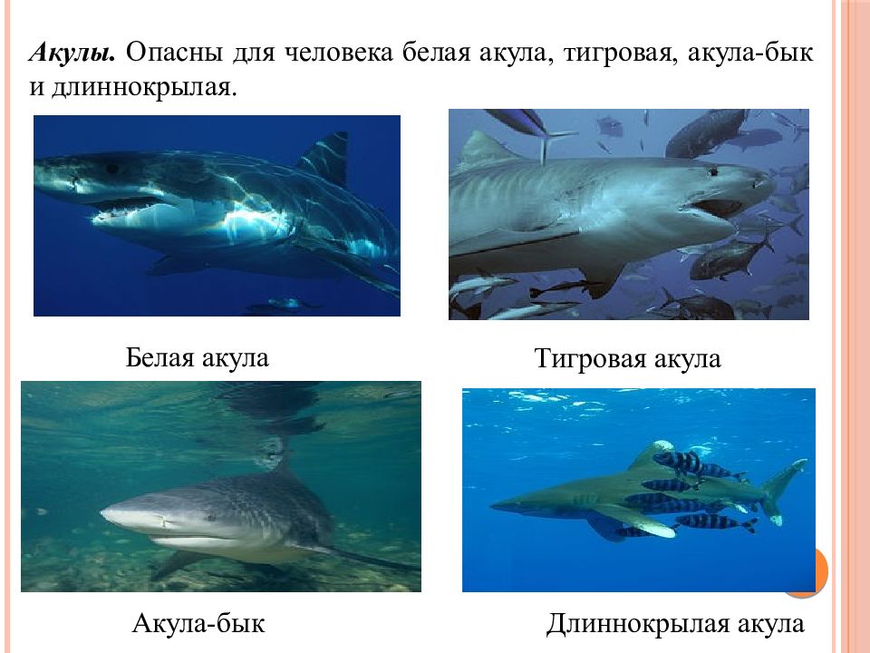 Тигровая акула опасна для человека. Сравнение белой и тигровой акулы. Акула опасность для человека. Тигровые акулы опасны для человека.