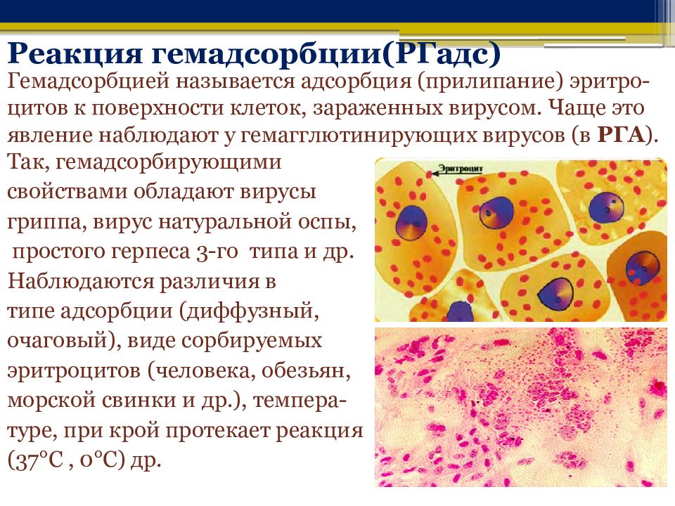 Основу реакционного. Реакция гемадсорбции на культуре клеток. Положительная реакция гемадсорбции. Реакция гемадсорбции микробиология. Реакция гемадсорбции в вирусологии.