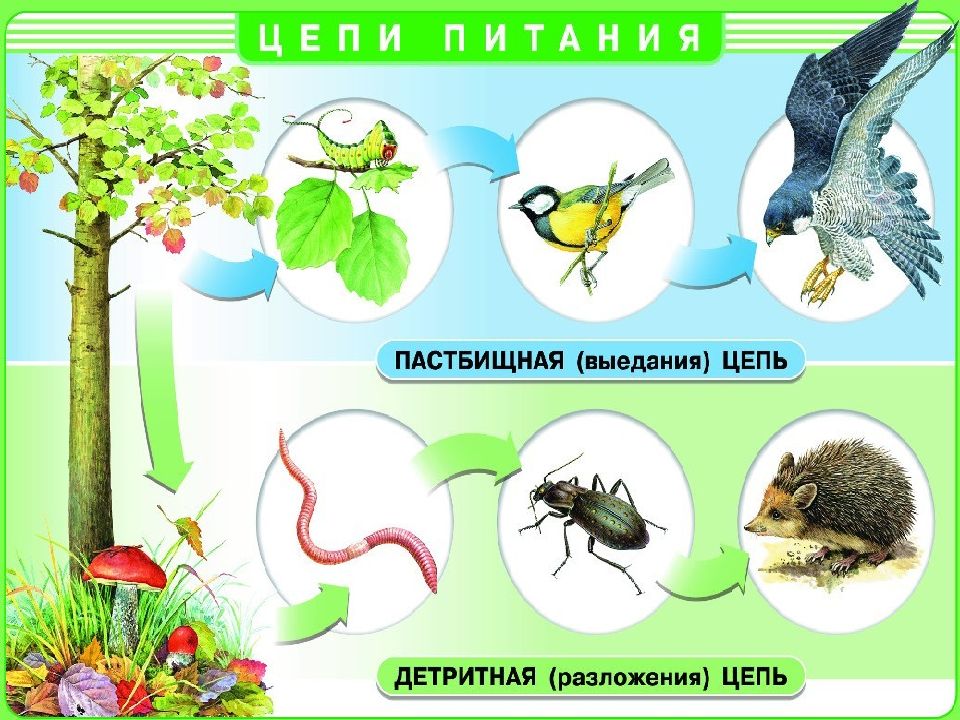 Схема круговорота веществ в природе в которой участвует некрупная птица воробей синица ворона