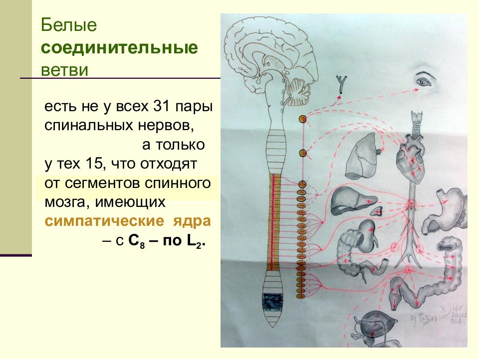 Спинной и головной мозг тест 8 класс. Белые соединительные ветви. Белые и серые соединительные ветви. Белые соединительные ветви отходят от. Серые соединительные ветви.