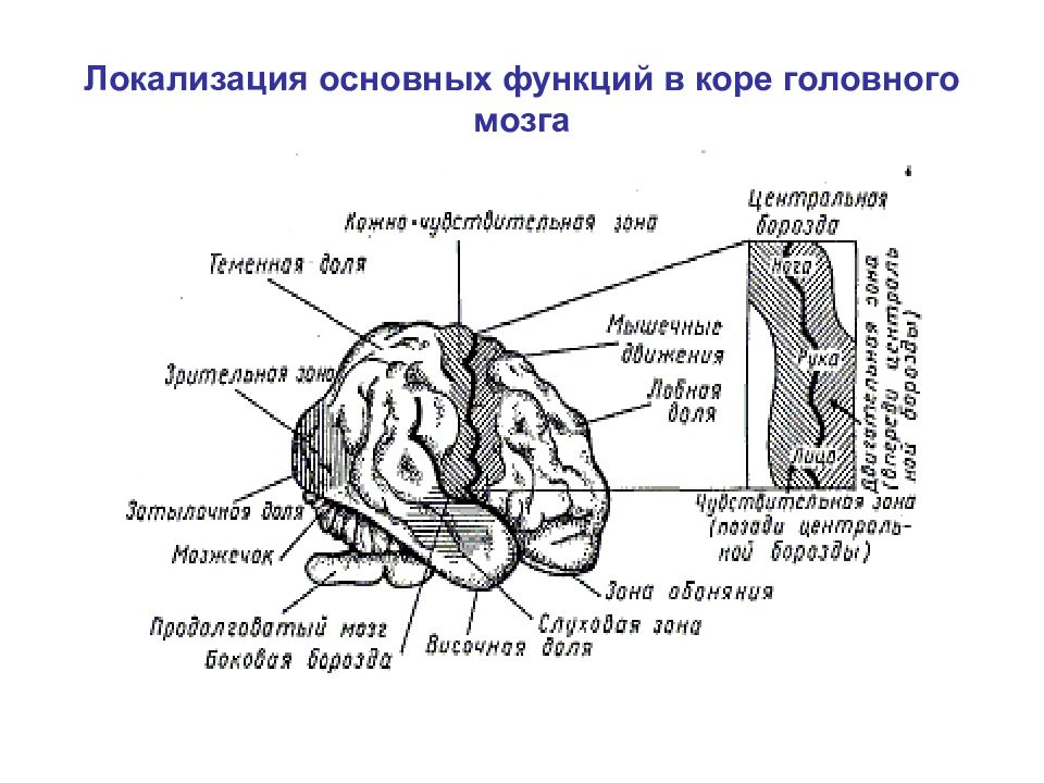 Локализация психических функций в мозге. Локализация функций в коре полушарий мозга. Динамическая локализация функций в коре головного мозга. Локализация основных функций коры больших полушарий головного мозга. Зоны коры головного мозга локализация функций.
