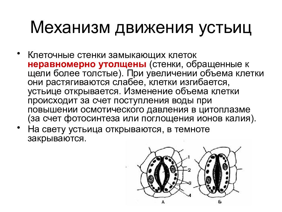 Рассмотрите рисунки 99 и 100 и объясните почему формирование органов происходит неравномерно кратко