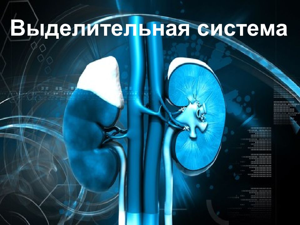 Выделительная система