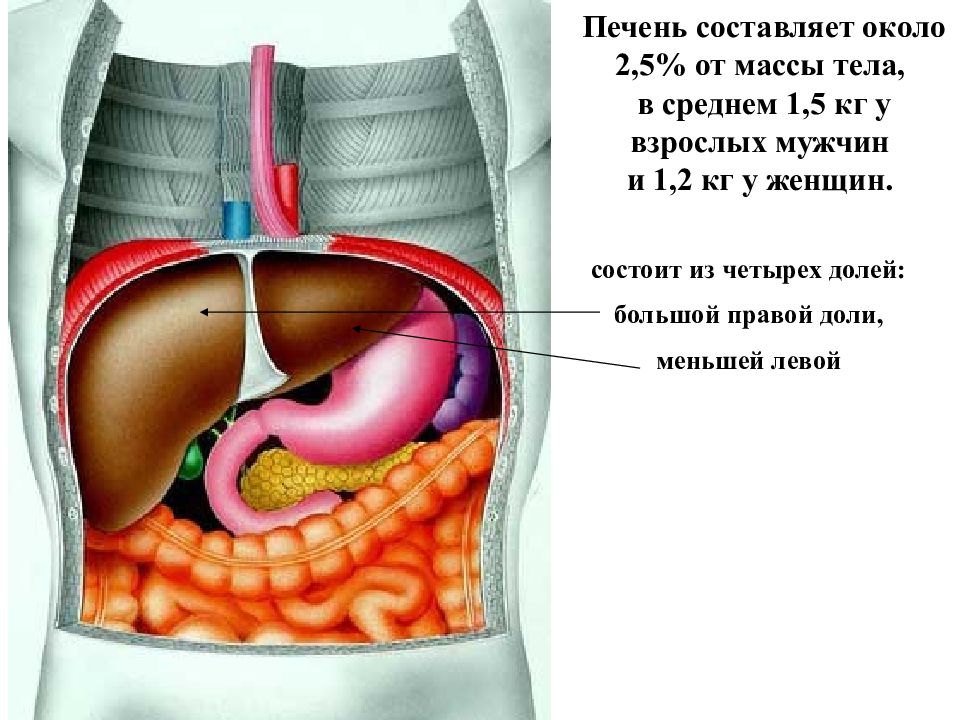 Пищеварение 2