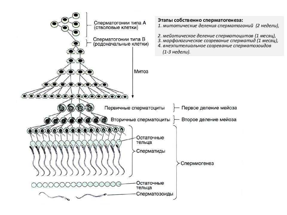 Из каких клеток образуются сперматогонии. Периоды сперматогенеза практикум по эмбриологии. Сперматогонии. Клетки сперматогонии делятся методом. Созревание сперматозоидов.