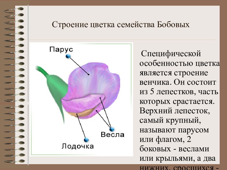 Диаграмма и формула бобовых