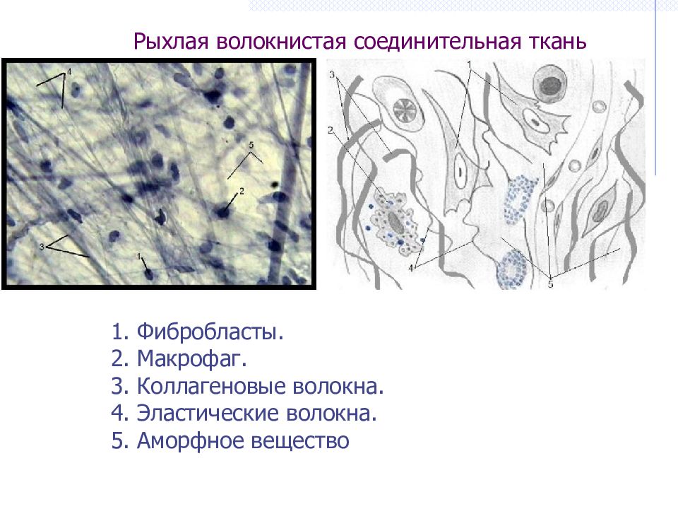 Соединительная волокнистая ткань рисунок