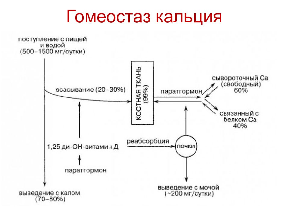 Фосфорно кальциевый обмен биохимия презентация