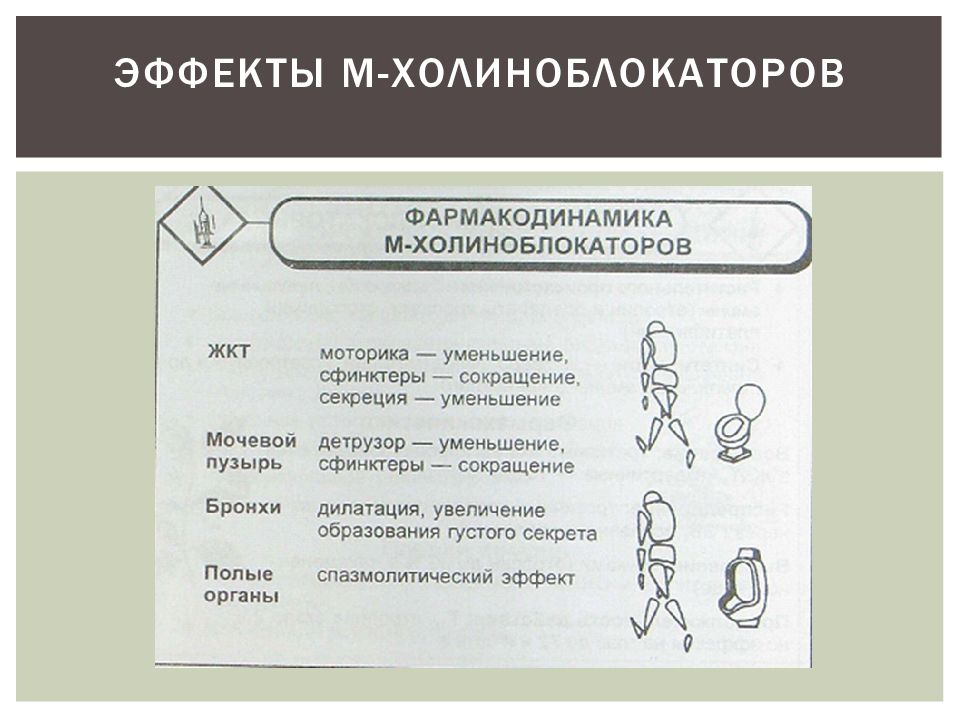 Используя рисунок объясните действие холиноблокаторов на глаз и механизм сопутствующих эффектов