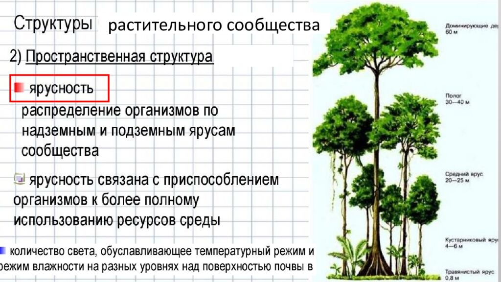 Структура растительного сообщества