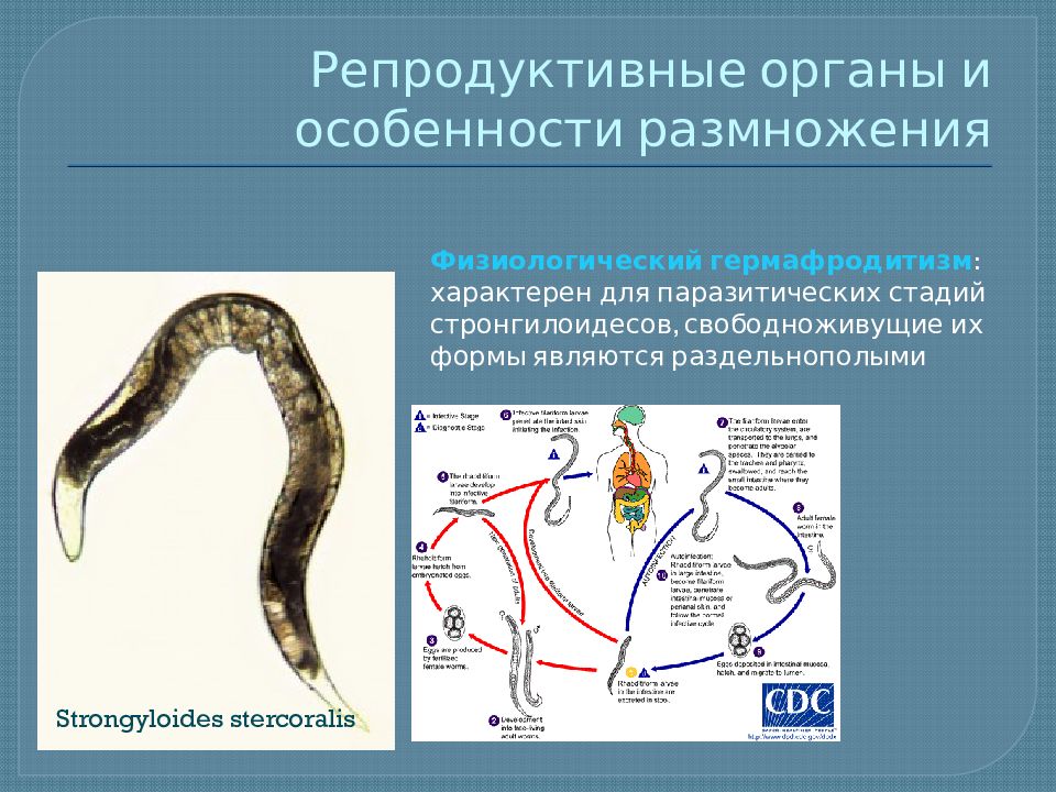 Паразитический образ. Адаптации паразитов к паразитическому образу жизни. Паразитический образ жизни характерен для. Адаптации к паразитическому образу жизни у эндопаразитов.. Паразитические черви дегенерация.