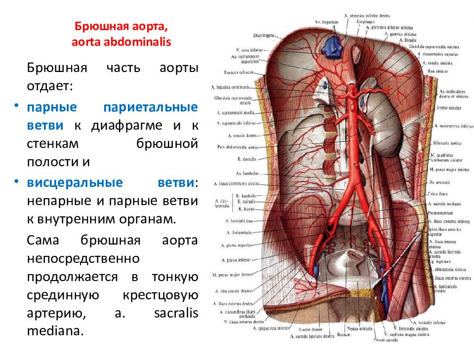 Схема анастомозов непарных ветвей брюшной части аорты