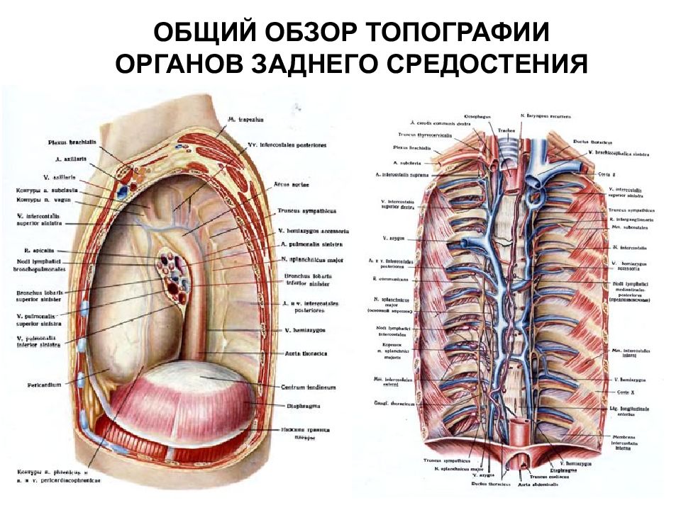 Топография органов. Топография сосудов средостения. Топография заднего средостения. Сосуды переднее средостение топографическая анатомия. Средостение анатомия Неттер.