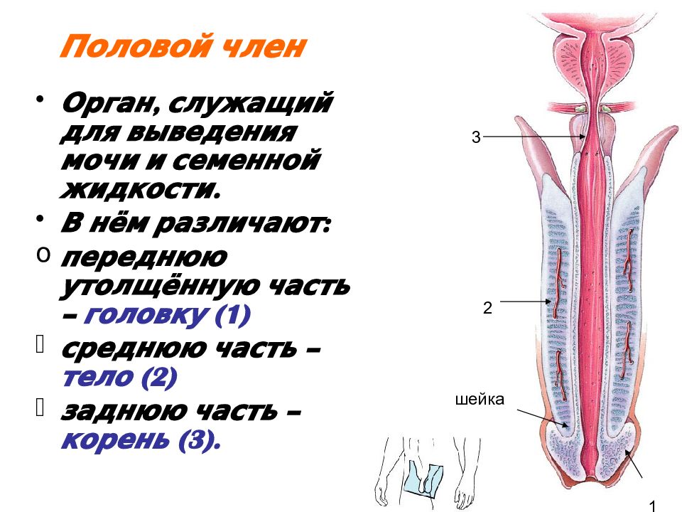 Saline Penis