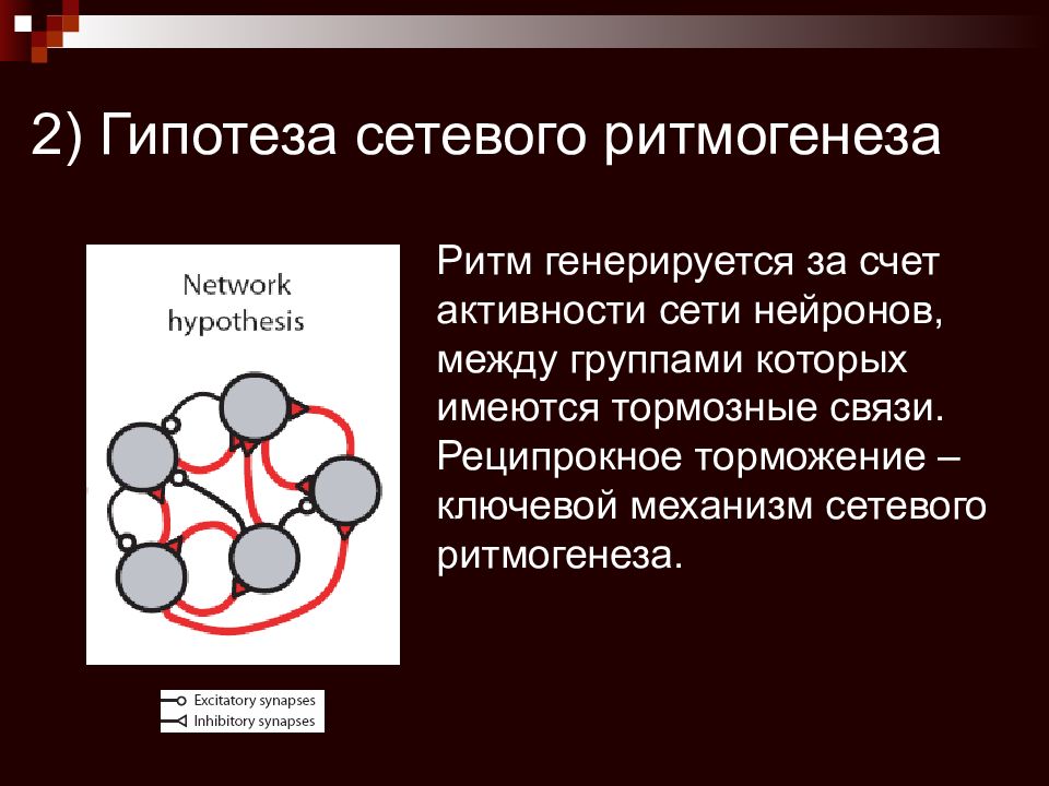 Активность сети. Гипотеза сетевого ритмогенеза. Механизм сетевого ритмогенеза. Механизм сетевого ритмогенеза схема. Теории дыхательного ритмогенеза.