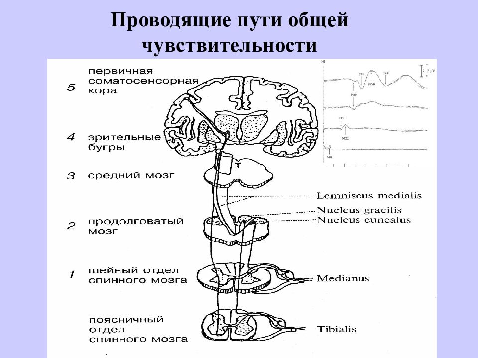 Отметить путь. Проводящие пути поверхностной чувствительности схема. Пути поверхностной и глубокой чувствительности. Проводящие пути спинного мозга глубокой чувствительности. Проводящий путь поверхностной чувствительности схема.