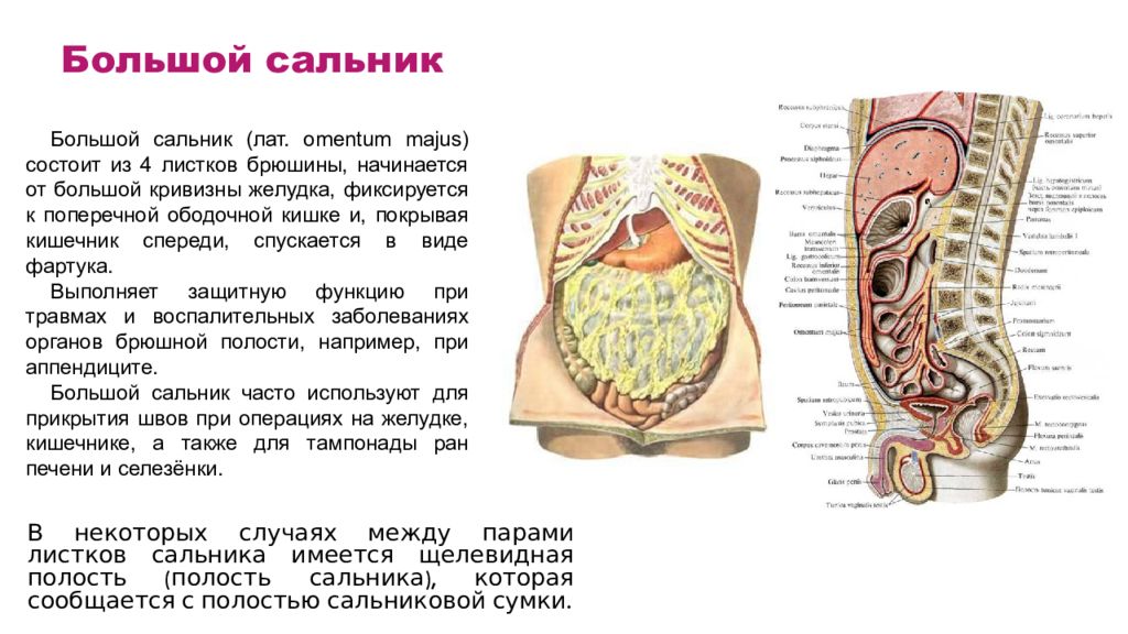 Большой сальник анатомия. Большой сальник анатомия строение. Сальники брюшины анатомия. Малый сальник анатомия человека. Большой и малый сальник анатомия.