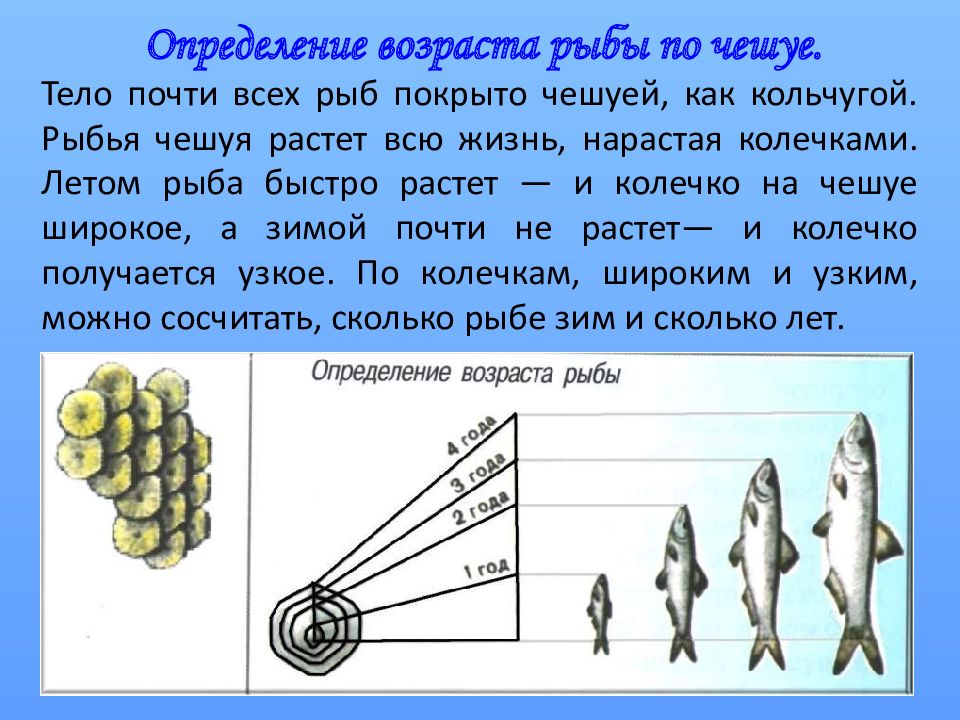 Количество рыба. Как определить Возраст рыбы. Как определить Возраст рыбы по чешуе. Как узнать Возраст рыбы. Чешуя рыбы Возраст.