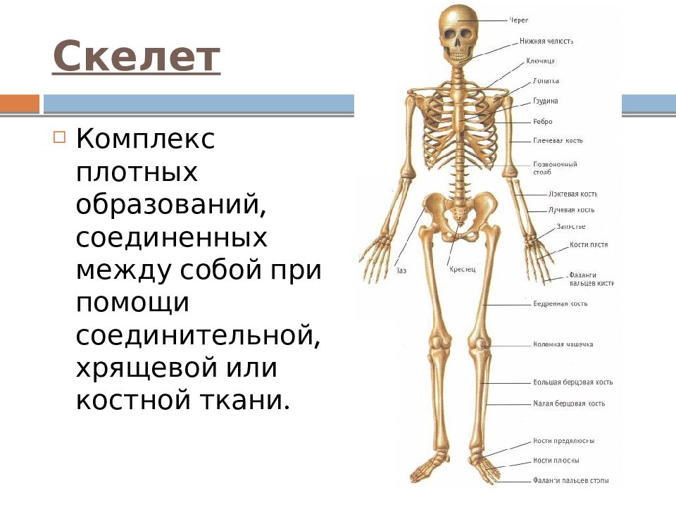 Установите соответствие между отделами скелета и костями. Система органов костная система. Классификация костей скелета человека анатомия. Классификация структур кости. Система костей человека скелет.