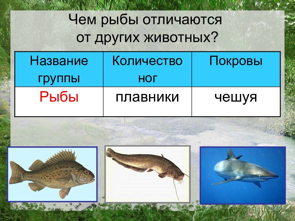 Рыба различие. Чем рыбы отличаются от других животных. Что отличает рыб от других животных. Чем рыбы отличаются от животных. Чем отличаются рыбы.