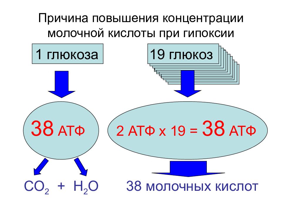 Атф кислород. Гипоксия АТФ. Повышение молочной кислоты причины. АТФ И молочная кислота. 38 АТФ.