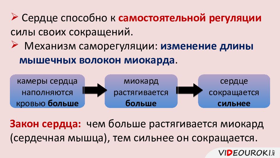 Регуляция сердечной деятельности презентация