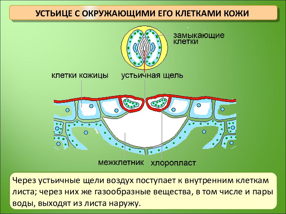 Зарисуйте вид кожицы листа под микроскопом отдельно зарисуйте устьице сделайте надписи к рисункам