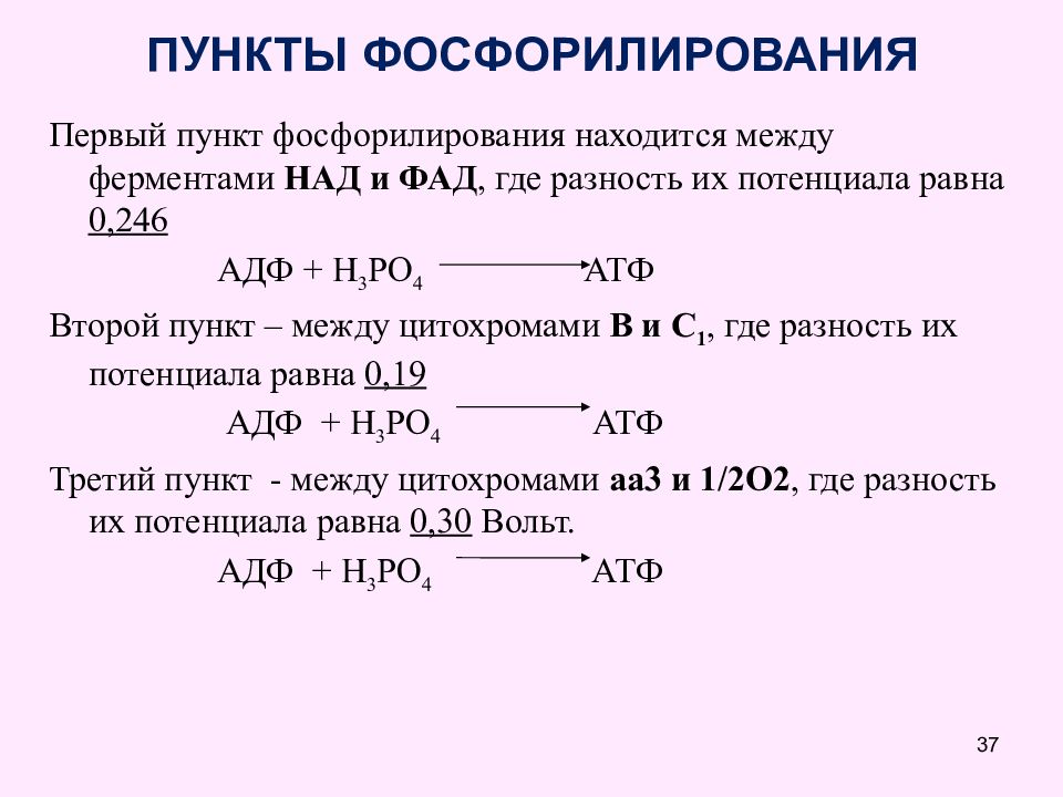 Расчет базового обмена веществ