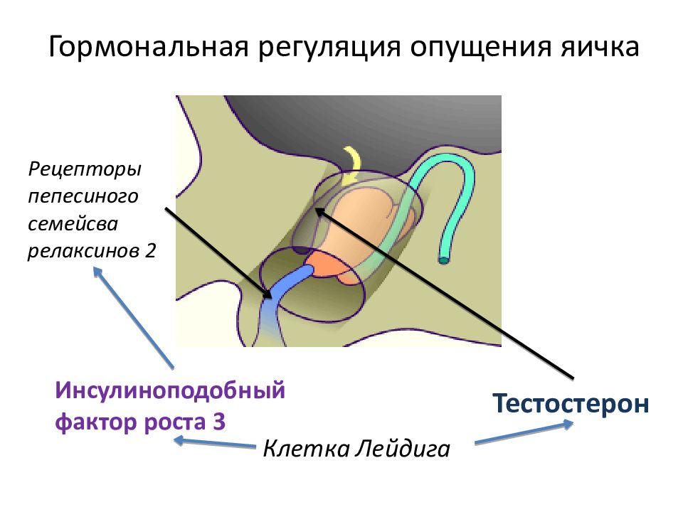 Крипторхизм у детей презентация