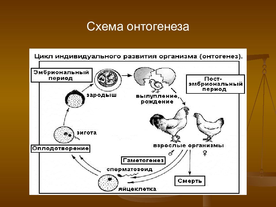 Начальные этапы онтогенеза. Схема индивидуального развития онтогенез. Этапы онтогенеза схема. Схема этапы развития онтогенеза. Индивидуальное развитие организма схема.