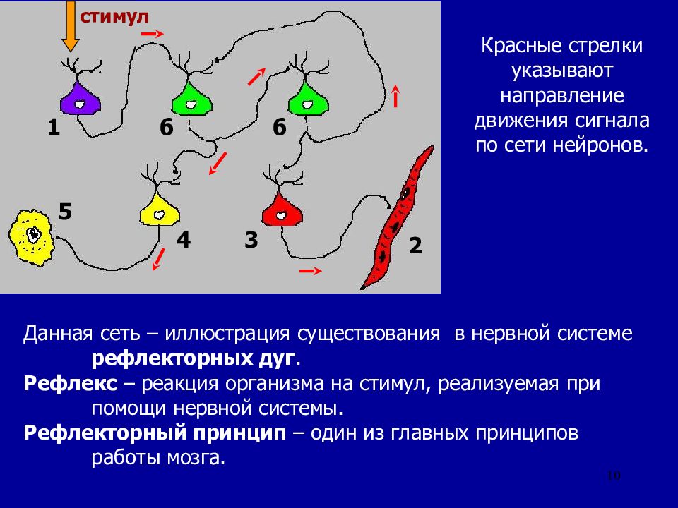 Рефлексы равновесия