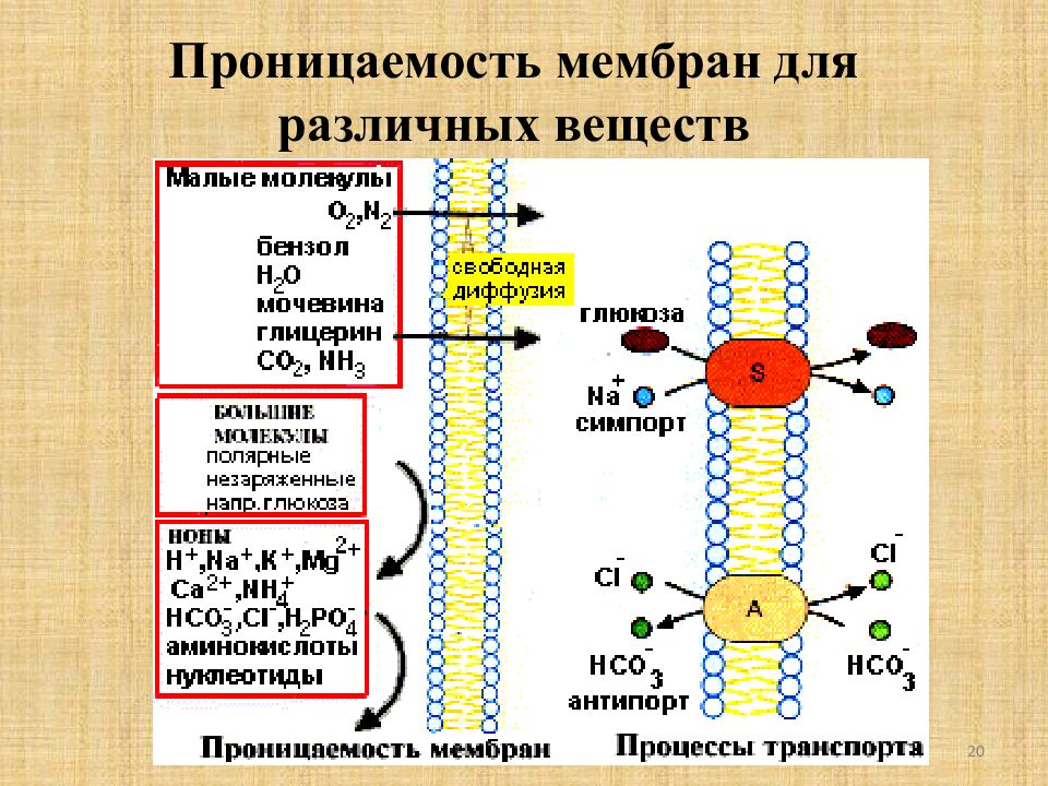 Избирательная проницаемость клеточной мембраны. Проницаемость клеточных мембран. Транспорт веществ через мембрану биофизика. Транспорт веществ через мембрану таблица. Проницаемость мембраны для ионов.