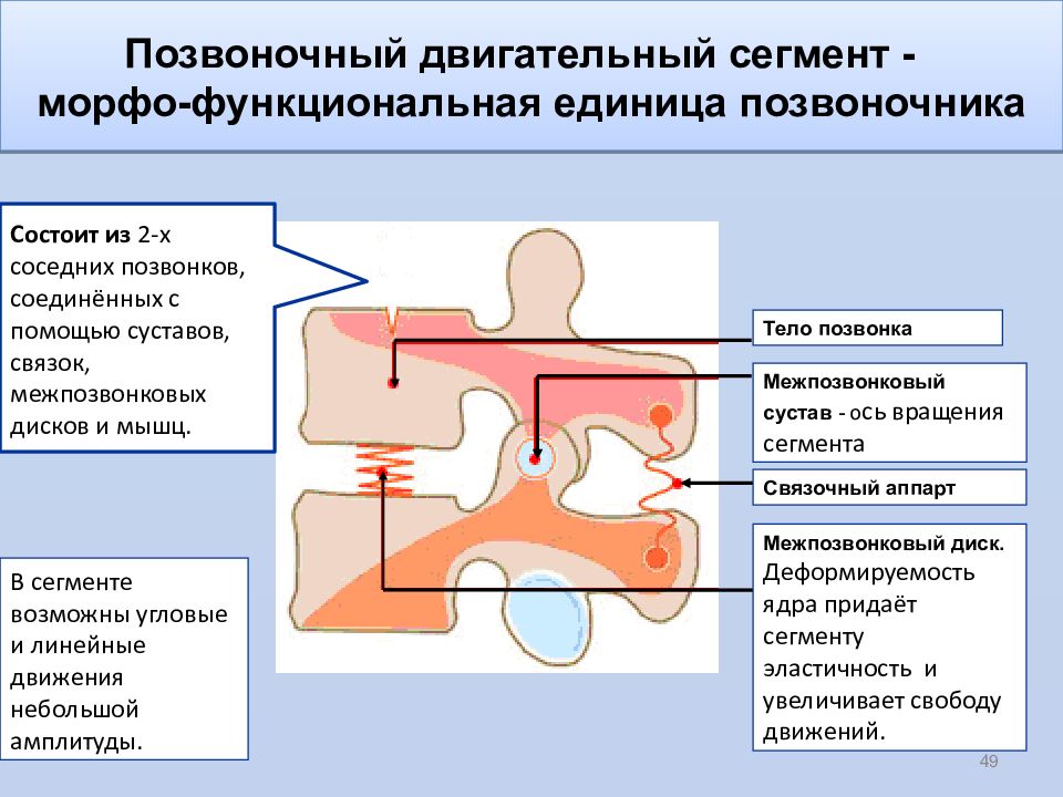 Позвоночный сегмент. Позвоночно двигательный сегмент. Функциональная единица позвоночника. Строение позвоночного сегмента. Позвонково двигательный сегмент это.