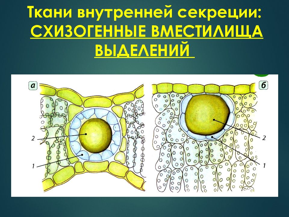 Внутренние ткани. Выделительная ткань схизогенное вместилище. Выделительные внутренние ткани вместилища. Выделительные клетки растений. Выделительные ткани внутренней секреции.