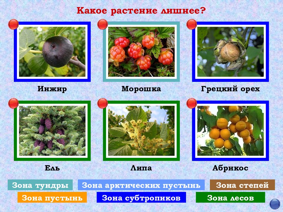 Какое растение программа. Зона субтропиков растения. Растения характерные для субтропиков. Растения характерные для зоны субтропиков. Субтропики названия животных и растений.