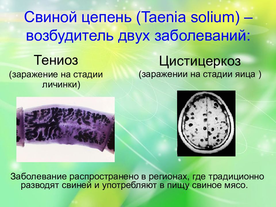 Свиной цепень презентация