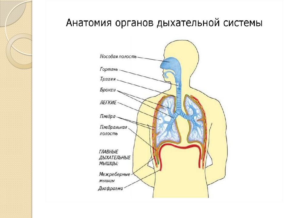 Дыхательные органы человека