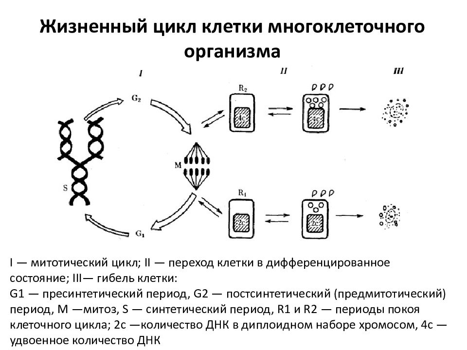 Жизненный цикл клетки картинка