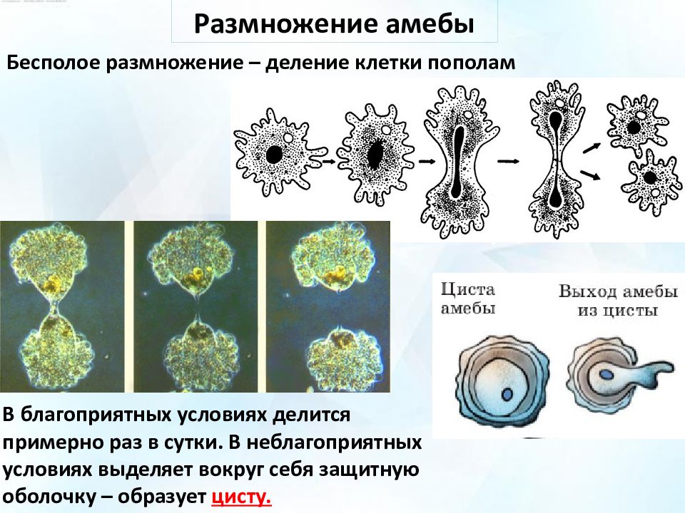 На рисунке изображен процесс происходящий с амебой при смене неблагоприятных условий