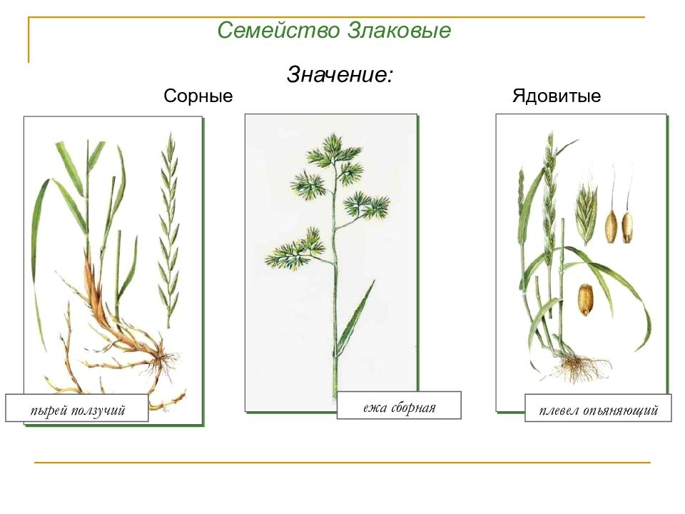 Семейство злаки рисунок