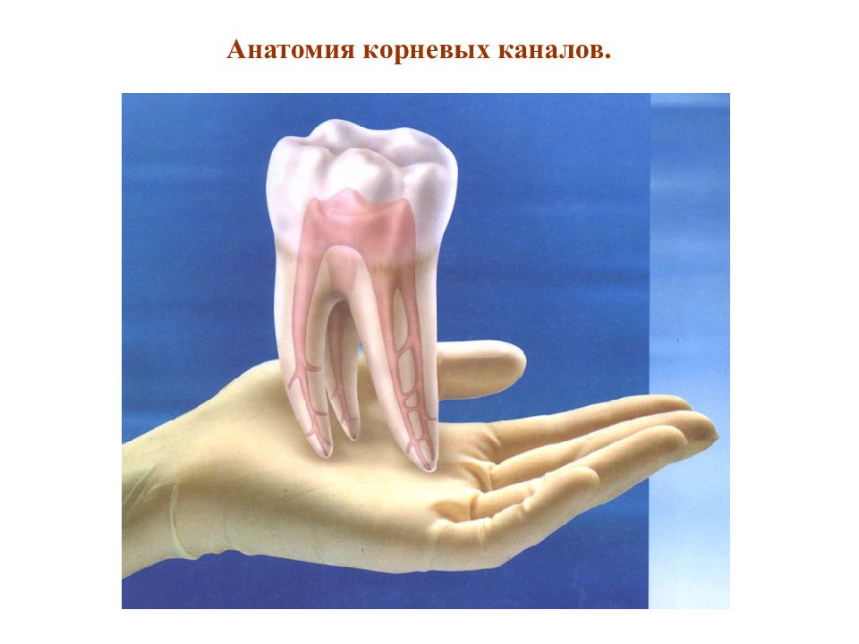 Анатомия корневых каналов.