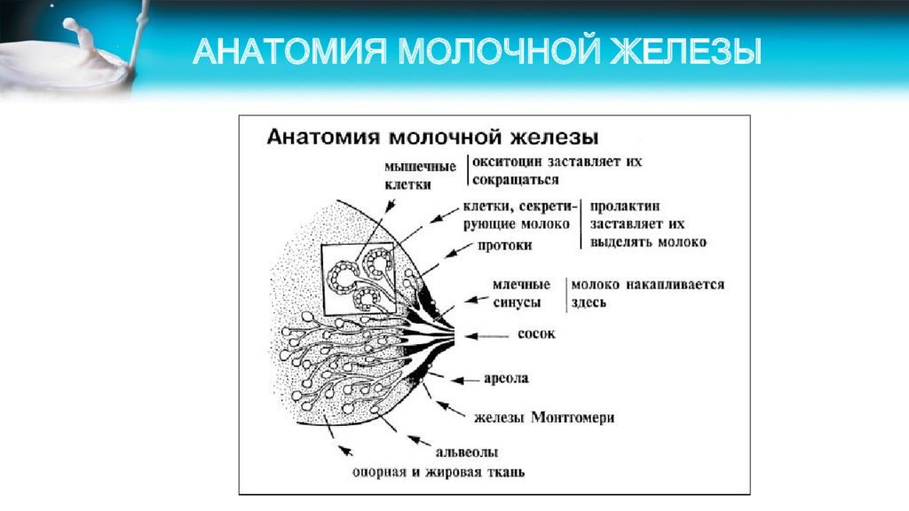 Молочные железы являются железами. Анатомия молочной железы. Схема молочной железы. Протоки молочной железы анатомия. Лактация анатомия молочной железы.