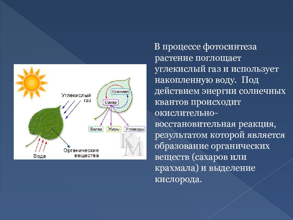 При дыхании растений образуются органические вещества. Процесс фотосинтеза процесс. Схема фотосинтеза у растений. Фотосинтез это процесс образования органических.