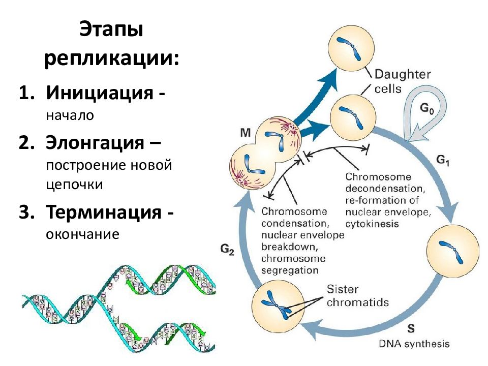 3 этапа репликации. Основные этапы процесса репликации ДНК. Основные этапы репликации ДНК. Этапы репликации ДНК схема. Инициация репликации ДНК схема процесса.
