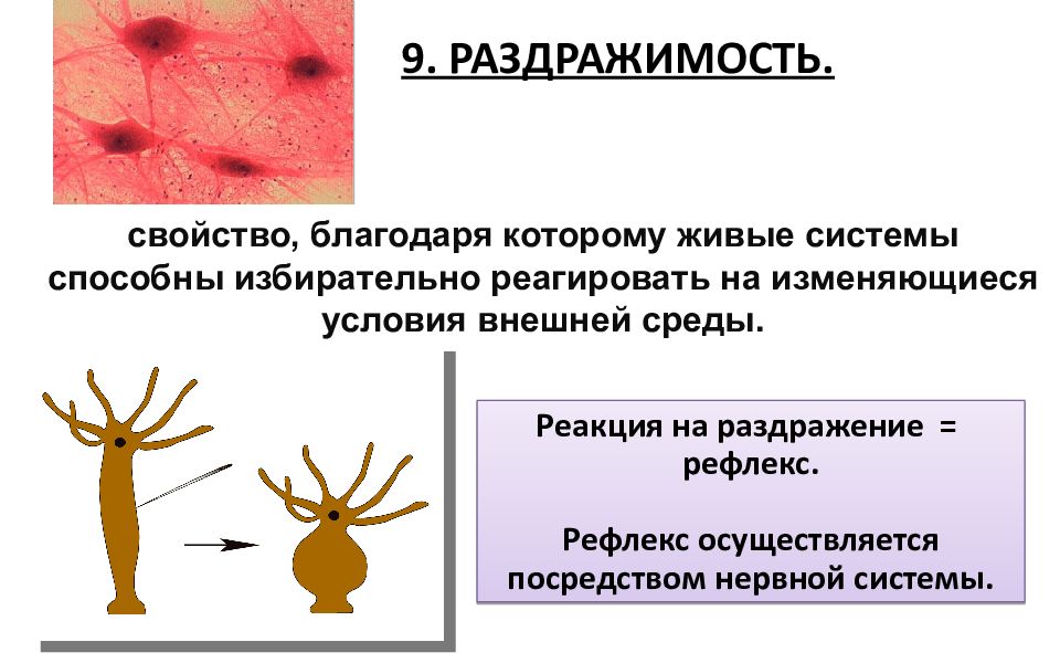 Раздражимость это. Реакция на раздражение амебы. Раздражимость человека. Виды раздражимости. Раздражимость бактерий.